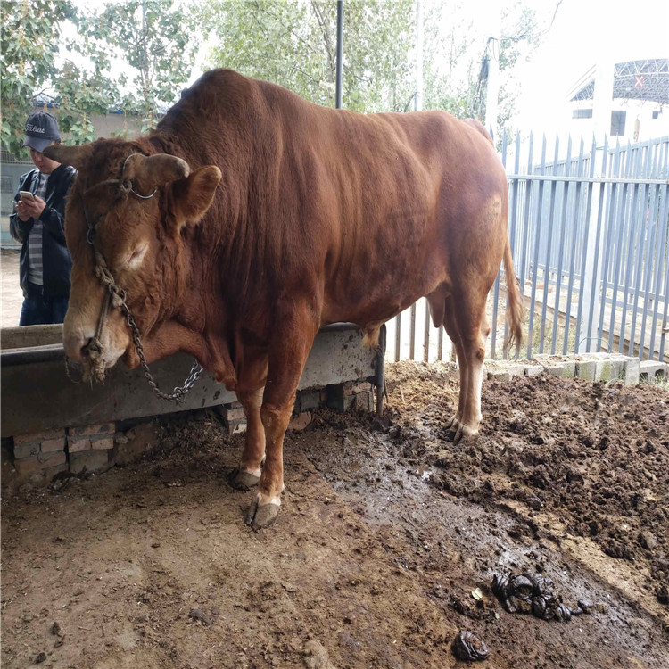 龙翔鲁西黄牛种牛养殖场 出售黄牛犊 鲁西黄牛犊 育肥牛苗示例图12