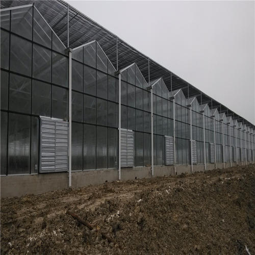 多肉连体大棚建造 蔬菜苗大棚 纹络玻璃温室价格 博伟 BW