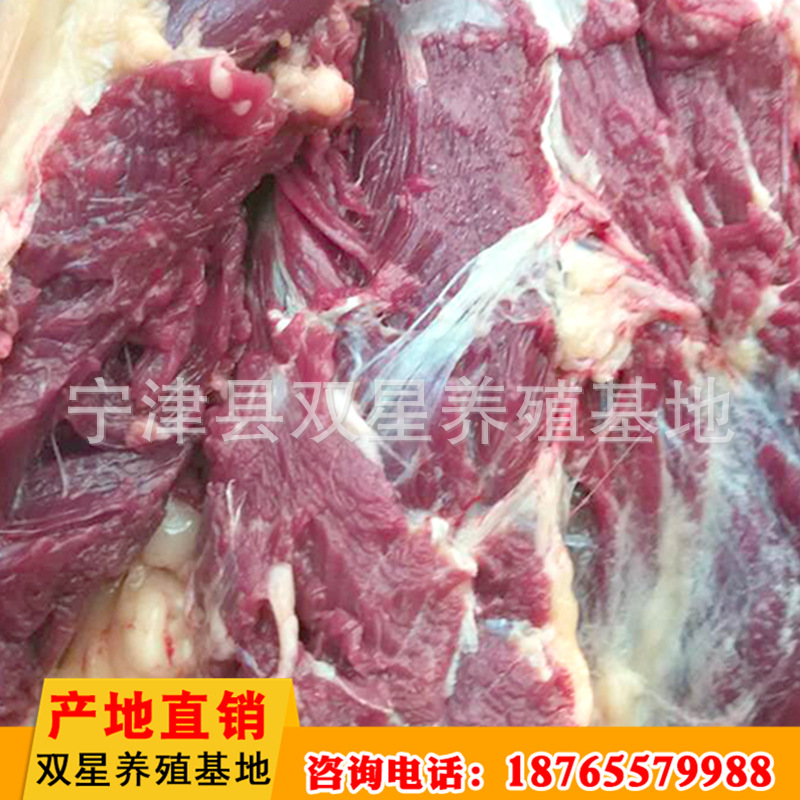 源头产地直销鲜马肉 厂家长期供应营养鲜马肉后腿肉量大从优示例图1