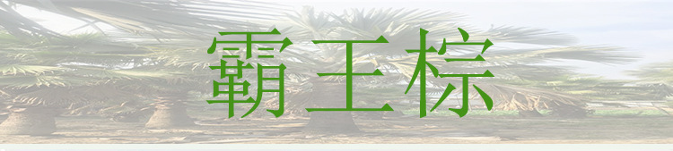 霸王棕 霸王棕杆高4米地苗 霸王棕苗木种植户霸王棕大型种植场示例图1