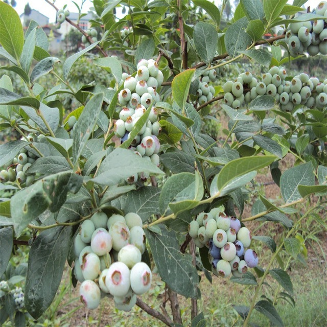组培蓝莓树苗批发 嫁接果树苗 品种多 南北方种植 盆栽蓝莓