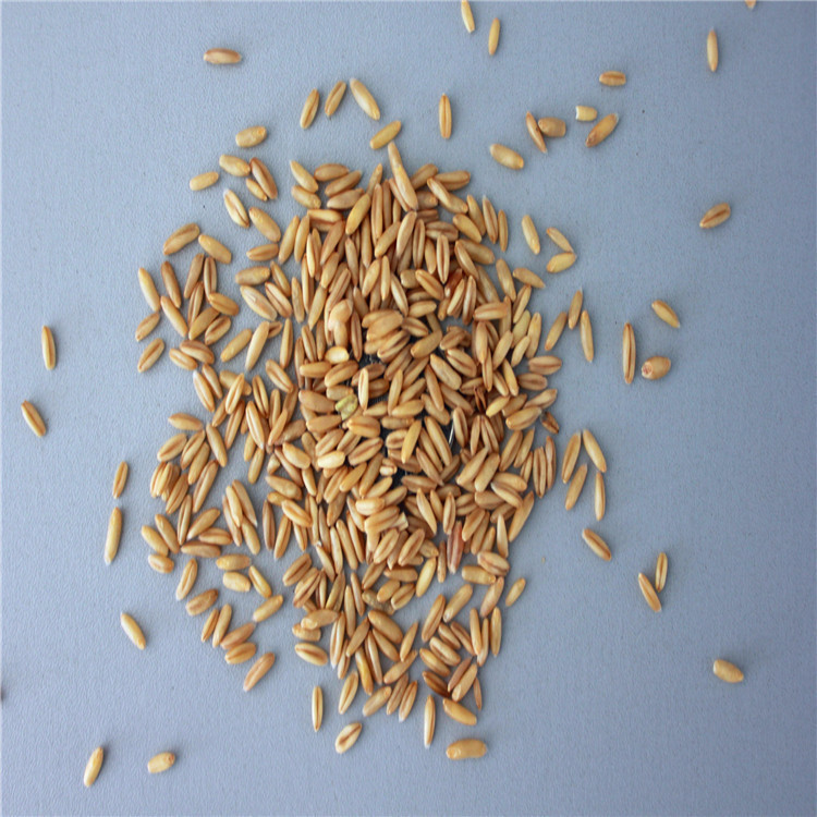 牧草种子   燕麦种子  铃铛麦种子 耐寒耐旱南方北方批发牲口专用