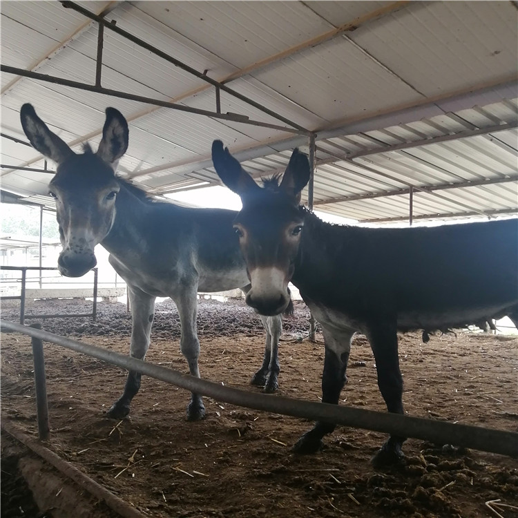 四个月的小驴苗 改良肉驴养殖场 出售肉驴苗行情好 乡村牧业 厂家直供