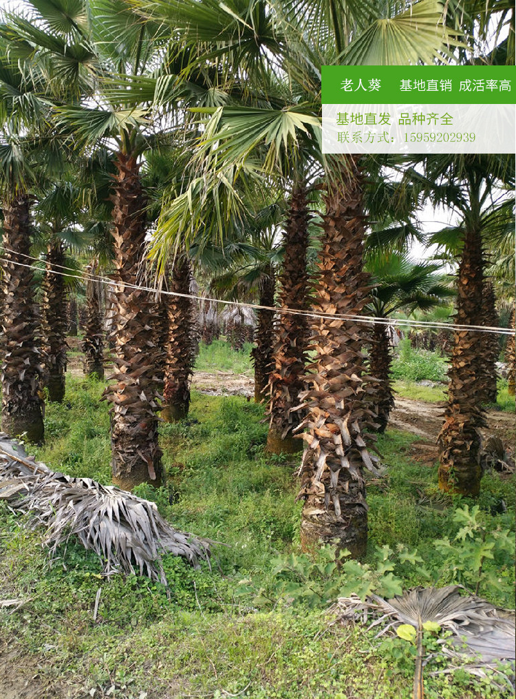 老人葵棕榈 杆高1米至8米规格齐老人葵 可作景观树风景抗风蒲葵苗示例图8