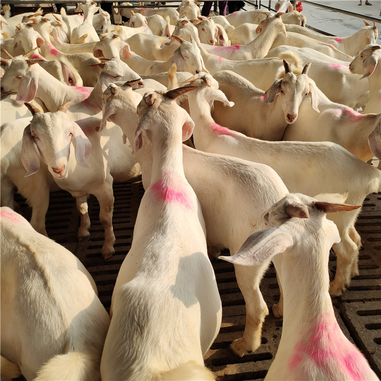 怀孕白山羊价格 纯种波尔山羊养殖 白山羊种羊价格 龙翔白山羊养殖场示例图16