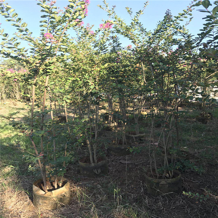 丛生多杆紫薇树苗又名百日红 进口红火箭 花期超长绿化苗 风景树示例图1