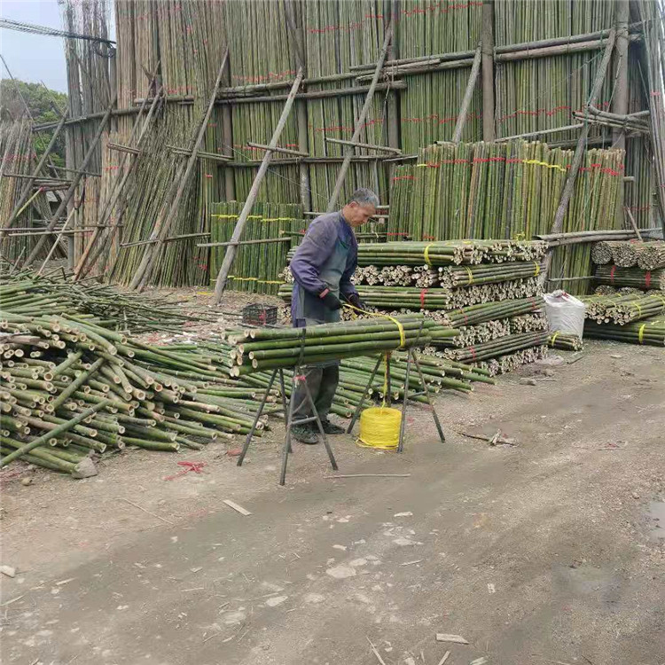 种菜用竹子批发 竹子批发市场