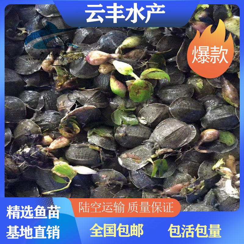 荆州专业养殖台湾鳖苗 鳄鱼龟苗价格 养殖团鱼苗公司图片