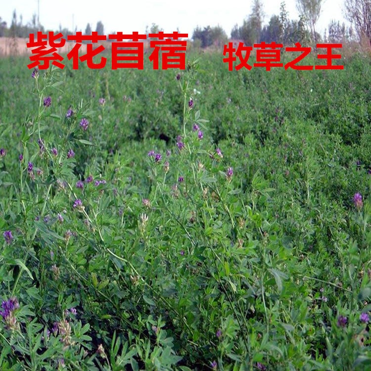 牧草种子 紫花苜蓿种子苜宿草种子 抗病高产耐寒耐热牧草种子图片