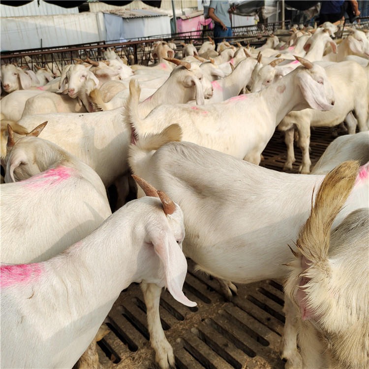 小羊仔繁殖-美国白山羊-肉羊价格-南方适应养殖黑山羊-龙翔牧业图片