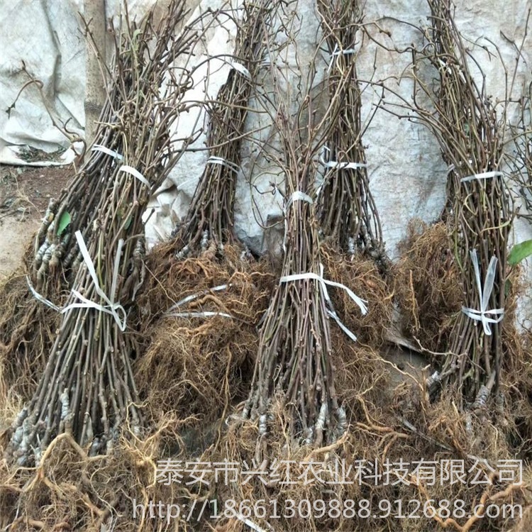 红心红阳猕猴桃树苗 泰山一号猕猴桃苗 现挖现卖根系发达易成活图片
