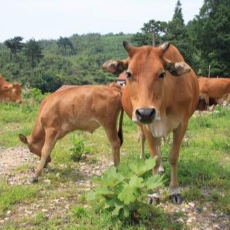 黄牛苗价格 现在黄牛苗一头价格 南方土黄牛养殖场 肉牛牛苗批发图片