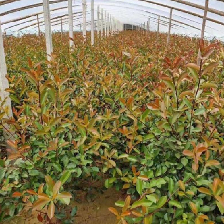 丰产性强 红叶石楠长期供应 红叶石楠培育 时金园林绿化