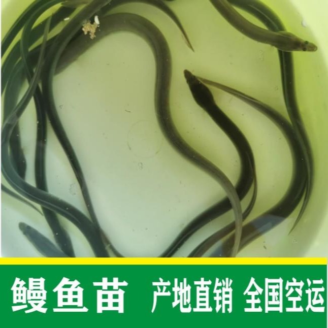 鳗鱼苗价格 花鳗鱼养殖方法 鳗鱼苗供应 广州龙源水产出售图片