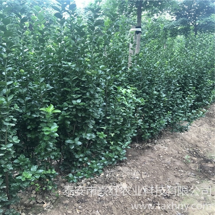 优质北海道黄杨种植商家 绿化苗木种植 免费提供种植技术指导图片