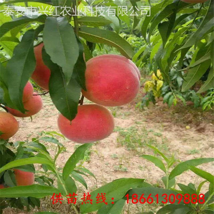 兴红农业桃树苗批发 新川中岛桃树苗厂家 桃树苗品种