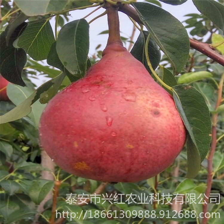 梨树苗价格销售 梨树苗新品种 供应早红考蜜斯梨苗 梨苗提供技术
