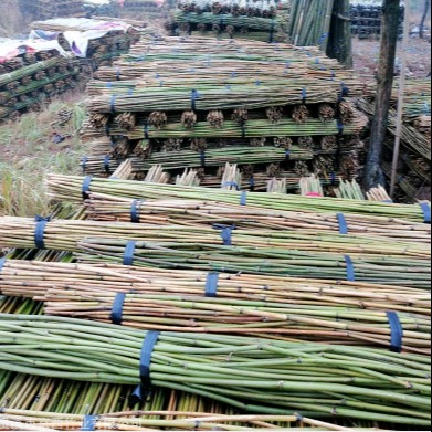 京西竹业2米-5米细竹竿 细竹子 树苗绑扶 苗圃支撑 蔬菜水果搭架 江西竹竿