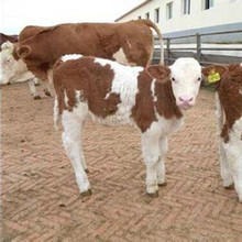 包成活率 西门塔尔牛犊价格 纯种西门塔尔牛犊 云南弥勒肉牛养殖场图片
