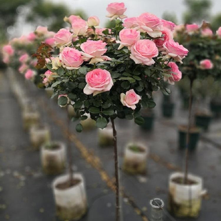 标准树月季主干80-90厘米 果汁龙沙宝石等品种 树形玫瑰图片