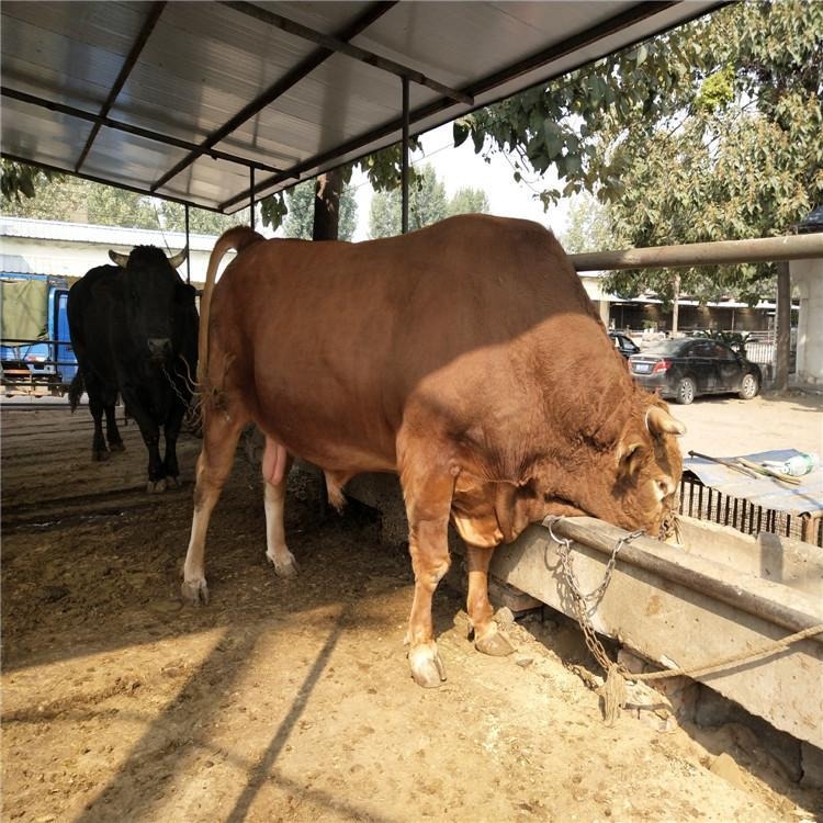 纯种鲁西南黄牛-养牛场-改良西门塔牛犊-鲁西黄牛犊小牛养殖-龙翔牧业-育肥种牛