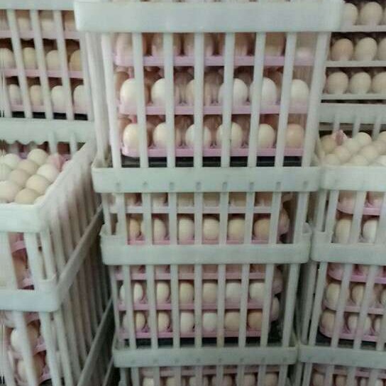 供应安徽孵化厂专用种蛋筐 塑料大种蛋筐 鸡蛋箱 配蛋盘使用多功能蛋箱
