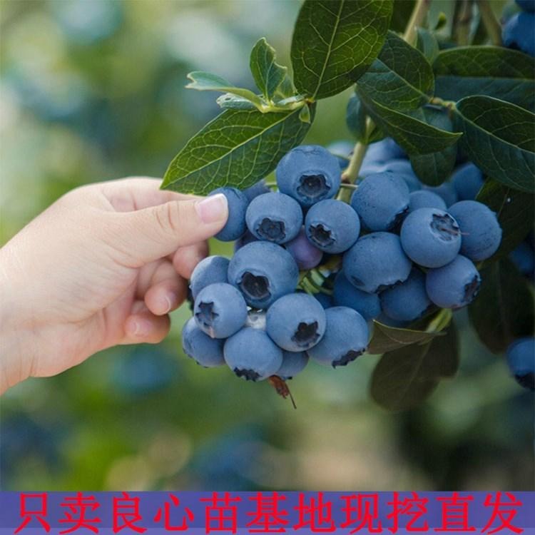 蓝莓苗 蓝莓苗盆栽果树苗当年结果南方北方四季种植地栽蓝莓树苗蓝梅