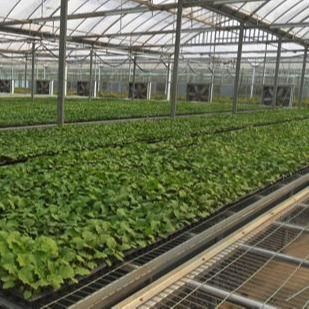 营养液蔬菜种植温室 暖房温室 工业保温棉被 直销包设计