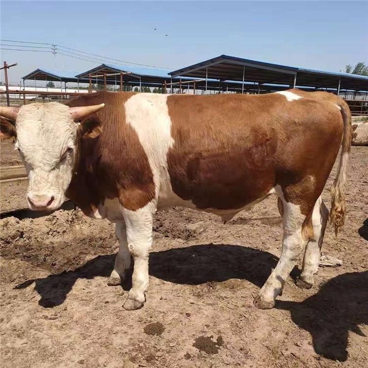 鲁西黄牛犊-正宗种牛品种-鲁西黄牛小牛崽价格-龙翔牧业