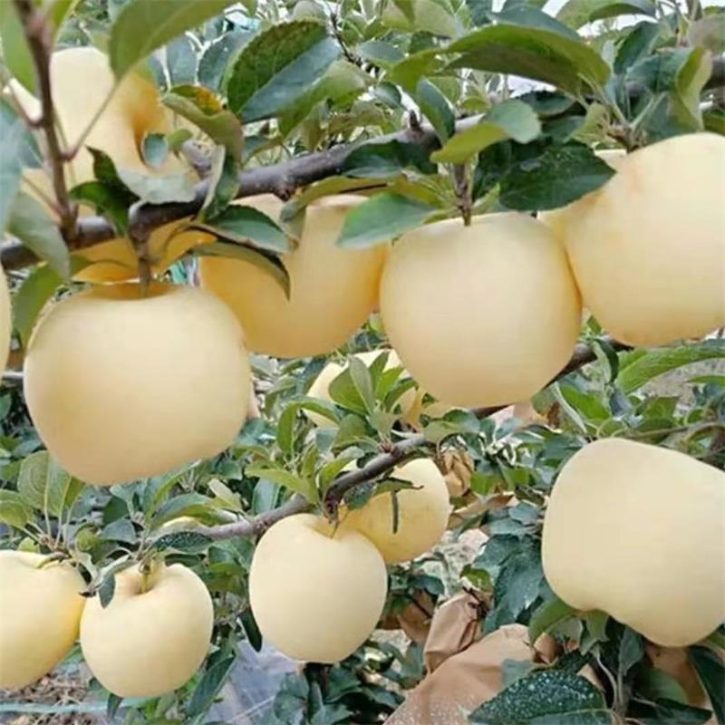 晚熟苹果树苗批发 1公分维纳斯黄金苹果树苗价格 矮化苹果苗 3公分苹果树