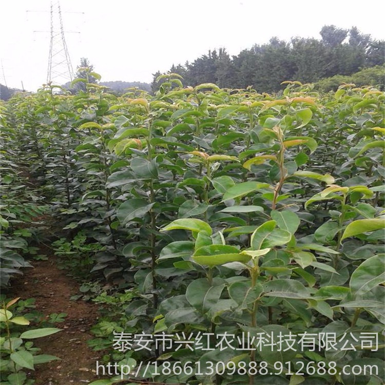 地径0.5、0.8、1公分满天红红梨苗 提供种植技术 山东早酥红梨梨树苗