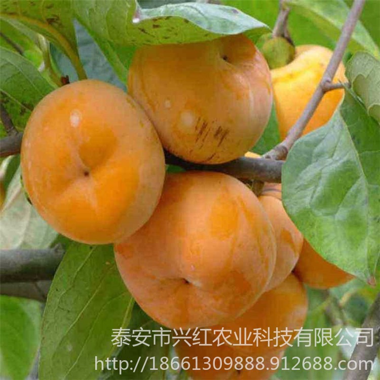 阳丰甜柿、次郎、富有嫁接柿子树批发种植基地 日本甜柿子树价格