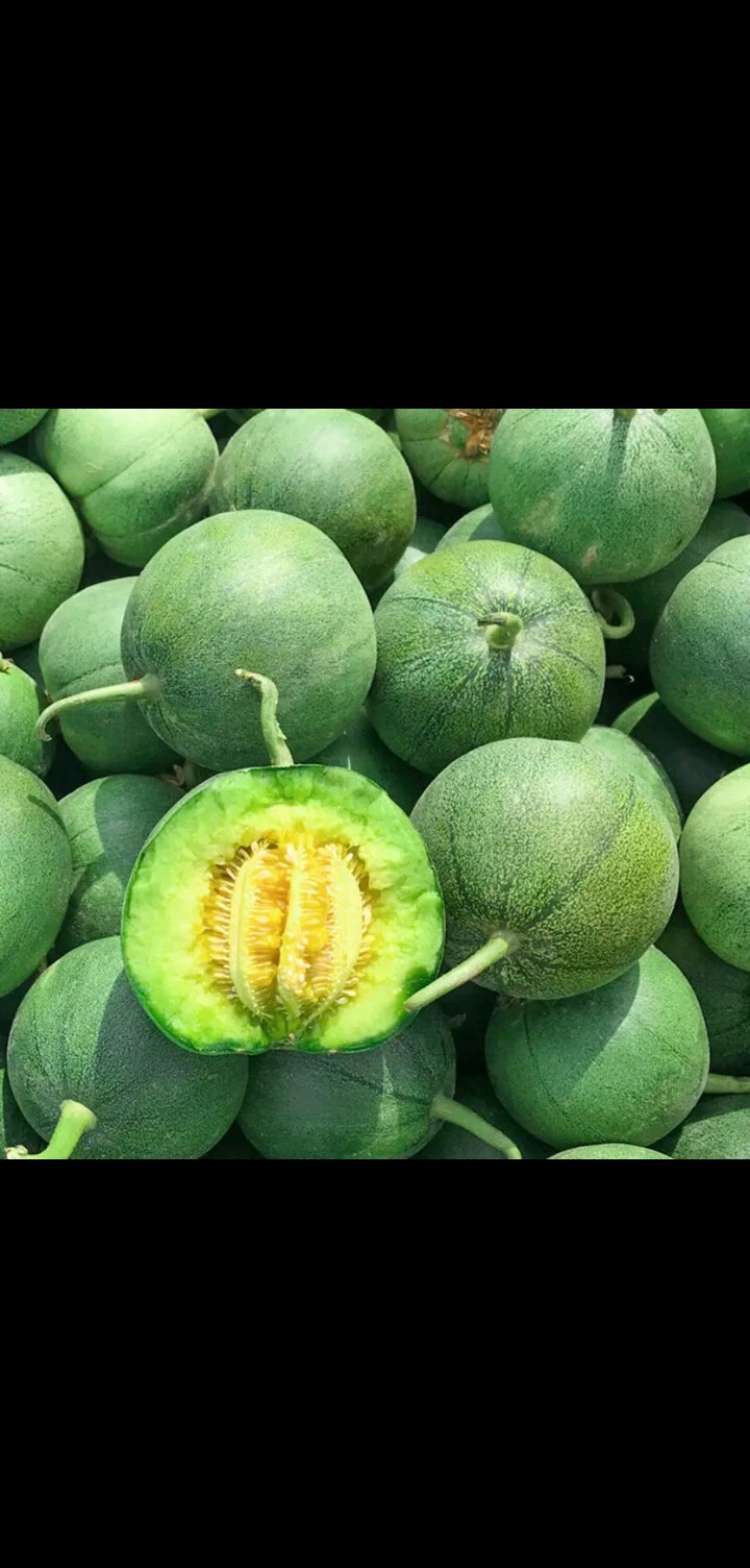 绿甜宝香瓜种子，甜脆爽口，批发市场指定品种，育种基地批发供应