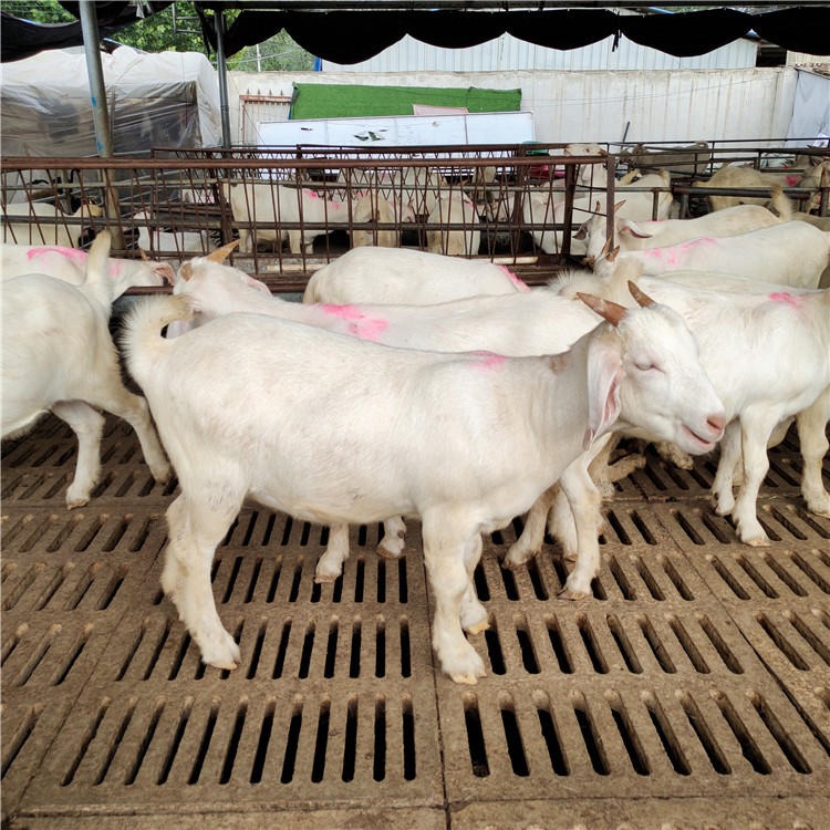 波尔山羊种公羊 纯种5-6代母羊价格 黑山羊种羊批发 白山羊价格 龙翔