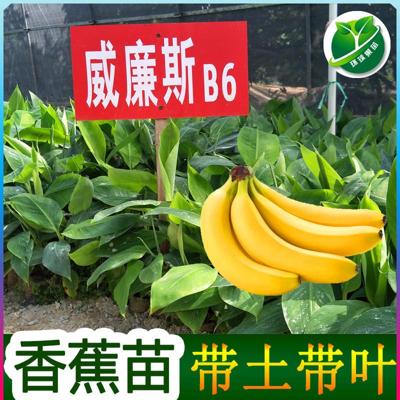 （环球果苗）环球果苗场供应芭蕉苗香蕉苗 ,批发芭蕉苗香蕉苗嫁接果树苗图片