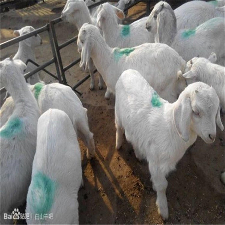 龙翔厂家出售纯种美国白山羊 活体小羊羔 纯种白山羊 白山羊价格