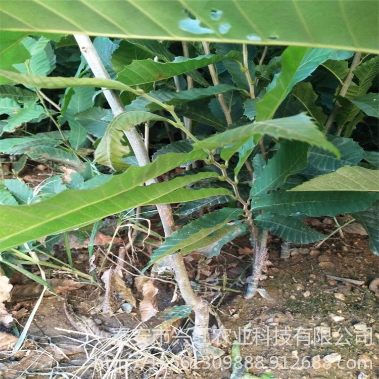 大红袍泰山板栗树苗 华丰板栗苗提供种植技术 兴红农业种植基地