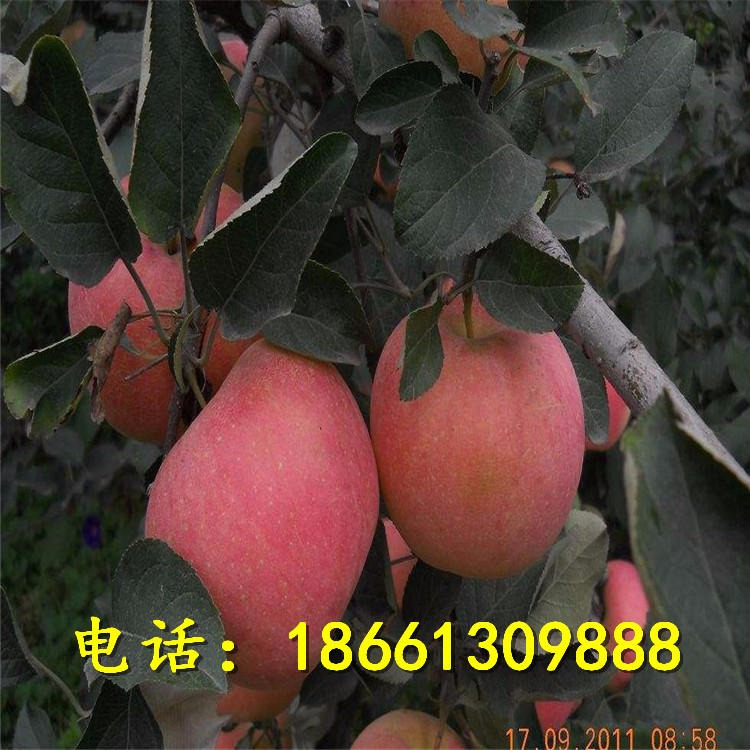 红富士苹果苗价格优惠 出售红星苹果苗 苹果树苗保湿邮寄