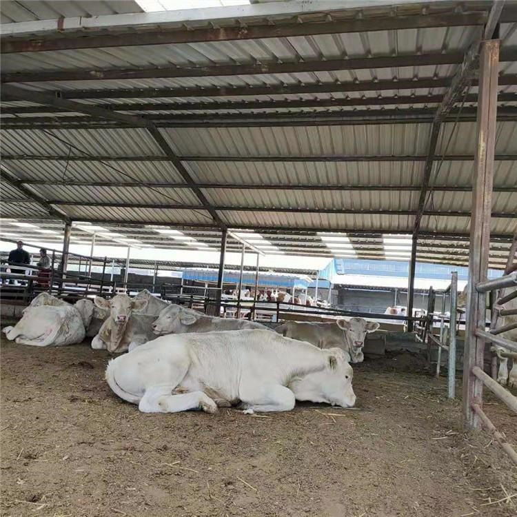 20只小牛犊 小牛犊养殖技术 通凯 安庆鲁西黄牛养殖图片