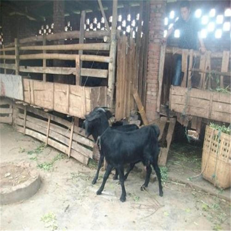 浏阳黑山羊价格 浏阳黑山羊养殖基地 浏阳黑山羊厂家供应图片