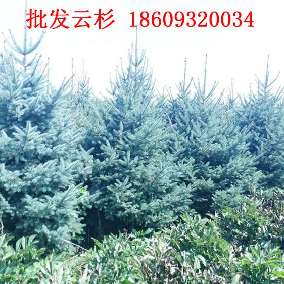 云杉树苗供应基地-1米2米2.5米3米云杉价格