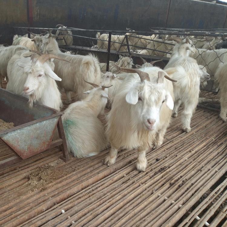 纯种波尔山羊羔价格-白山羊养殖技术-羊羔养殖场-龙翔牧业图片