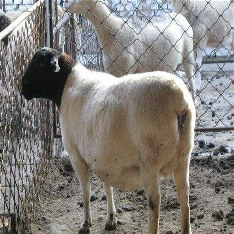 纯种黑头杜泊羊 杜泊羊种公羊 黑头杜泊羊活羊 龙翔养殖场常年销售图片