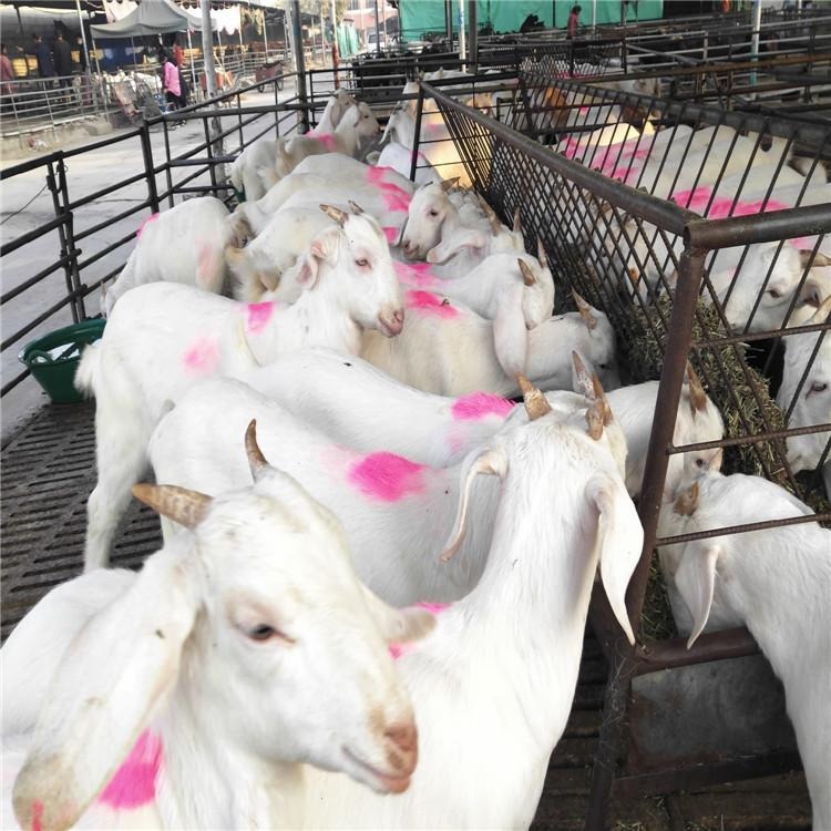 白山羊苗批发 白山羊羊苗 改良白山羊 白山羊种羊价格