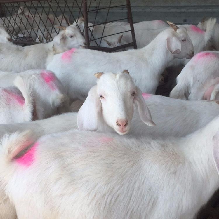 怀孕美国大白羊价格 白山羊苗价格 龙翔供应白山羊 美国大白山羊能长多重