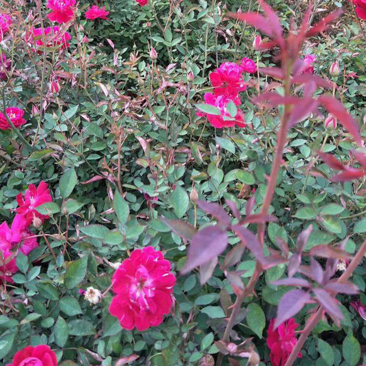 红花蔷薇苗 优质蔷薇 园林绿化藤本蔷薇图片