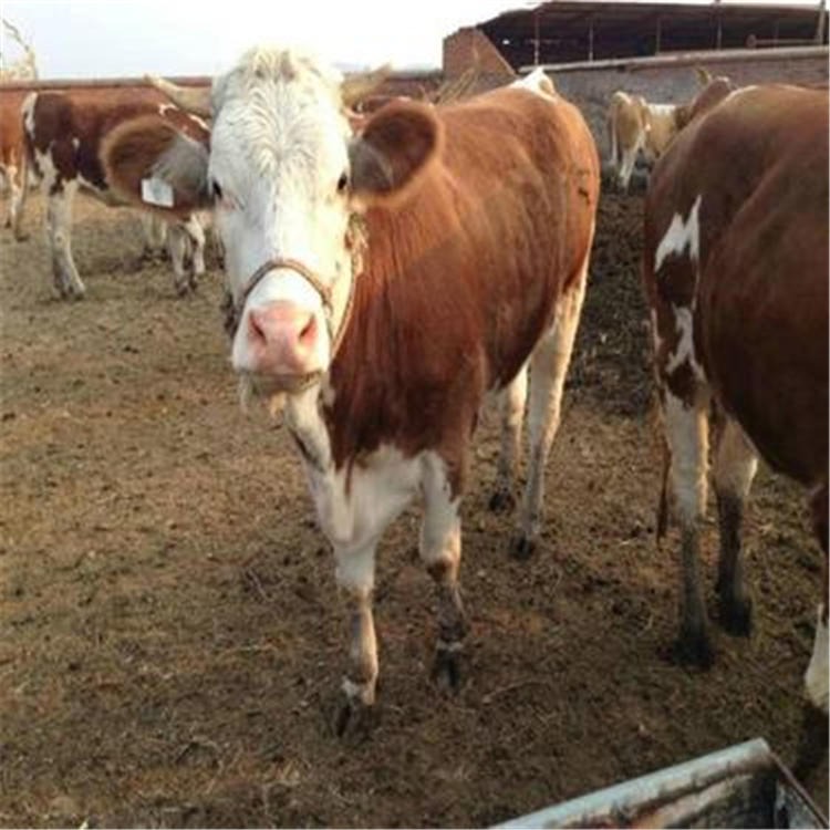 小牛崽价格 西门塔尔牛成年体重 通凯牧业 现在西门塔尔牛 行情图片