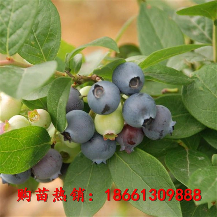 蓝金蓝莓苗基地价格 中晚熟蓝丰蓝莓苗品种多样 蓝莓成苗价格