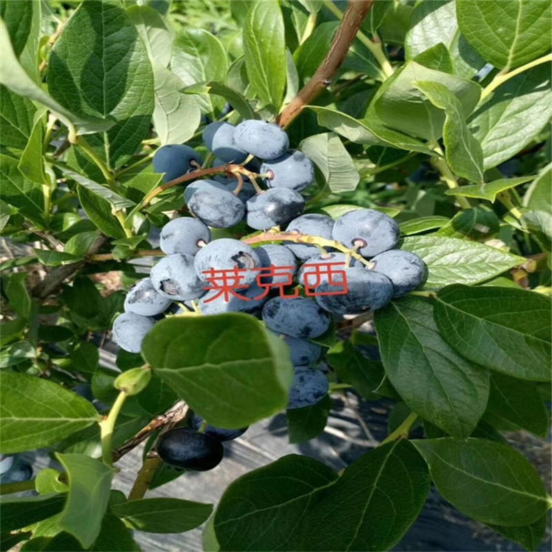 基地批发兔眼蓝莓苗现货出售 盆栽蓝莓苗根系发达量大优惠