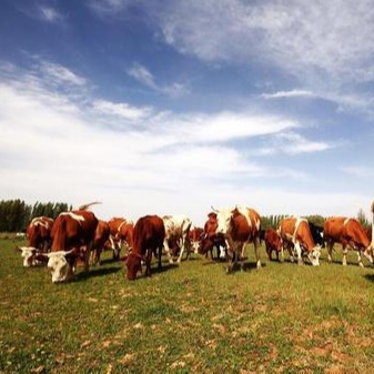 鲁西黄牛的优缺点鲁西黄牛价格纯种鲁西黄牛生长周期